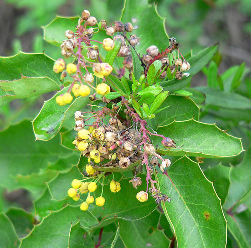 1-1000 PCS Creeping Barberry Tree Seeds Fruit Blue Mahonia Repens Berberis 0154