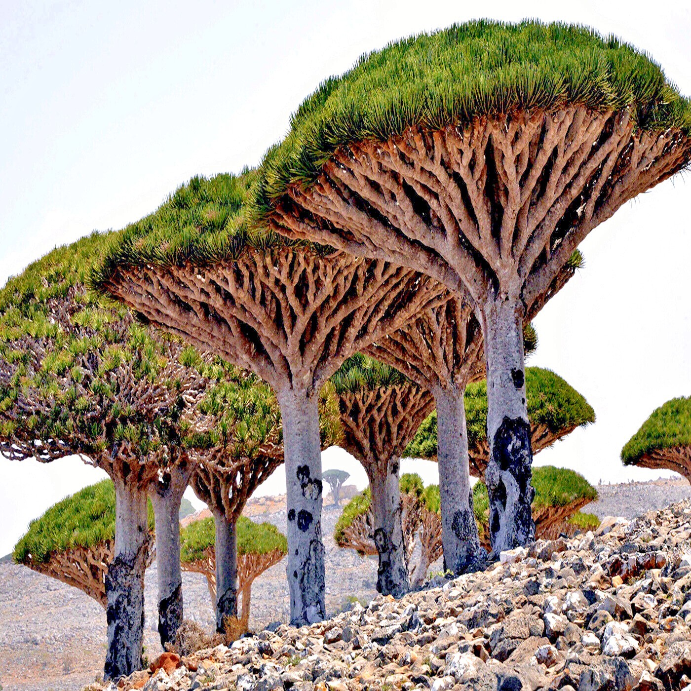 10 Dragon’s Blood Tree Seeds (Dracaena draco) Exotic Canary Island Palm Bonsai
