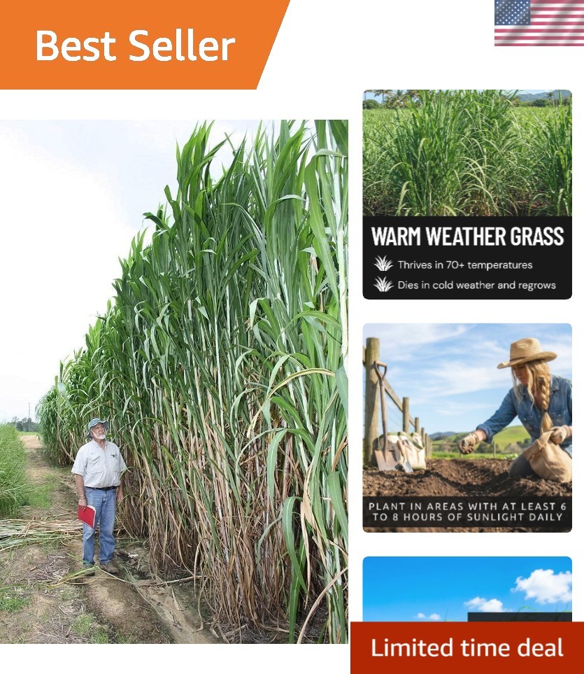 250 Elephant Grass Seeds – Grow the Tallest Natural Privacy Barrier at 15 Feet