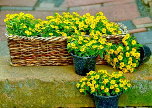 500 Creeping Zinnia Ground Cover Rock Garden Flower Seeds, BULK – Free Shipping