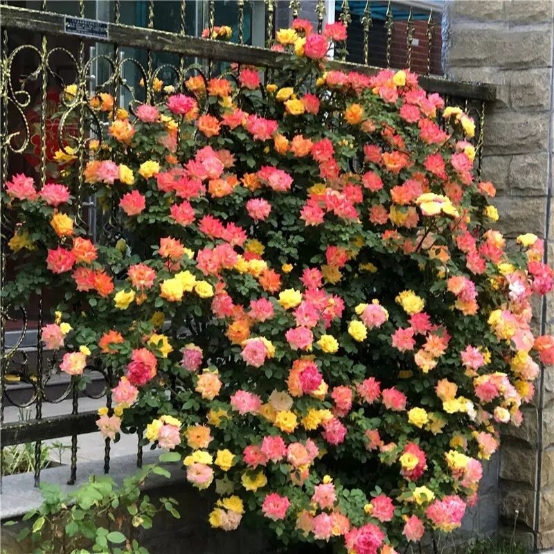 20 SEEDS for Blend Coat RARE CLIMBER climbing Rose bud flower exotic USA Seller