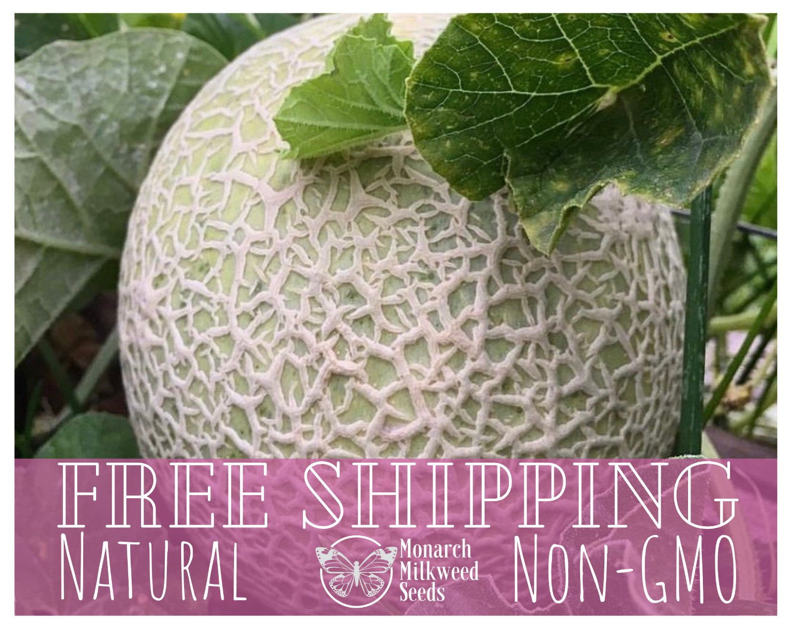 230+ Cantaloupe Seeds ‘Hales Best Jumbo’ | Heirloom Fruit Seed for Gardening