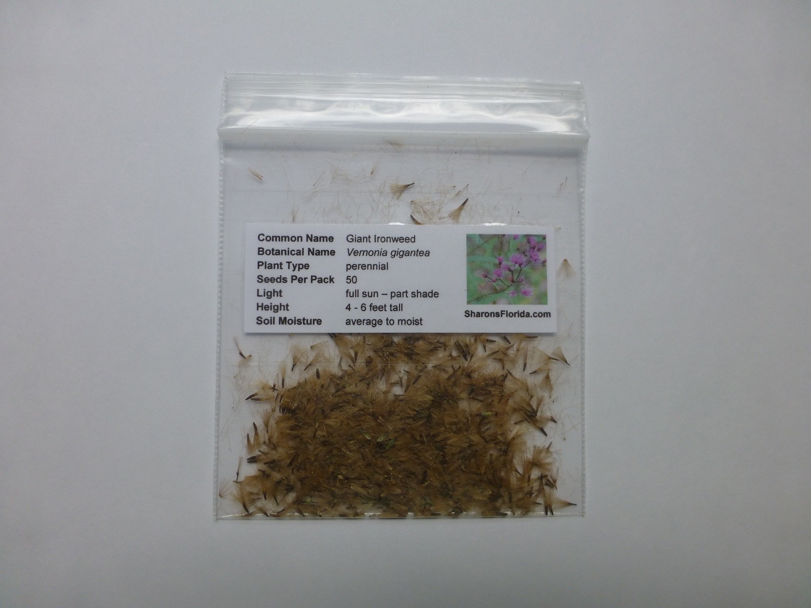 Giant Ironweed Seeds (Vernonia gigantea) ✤ 50 Seeds