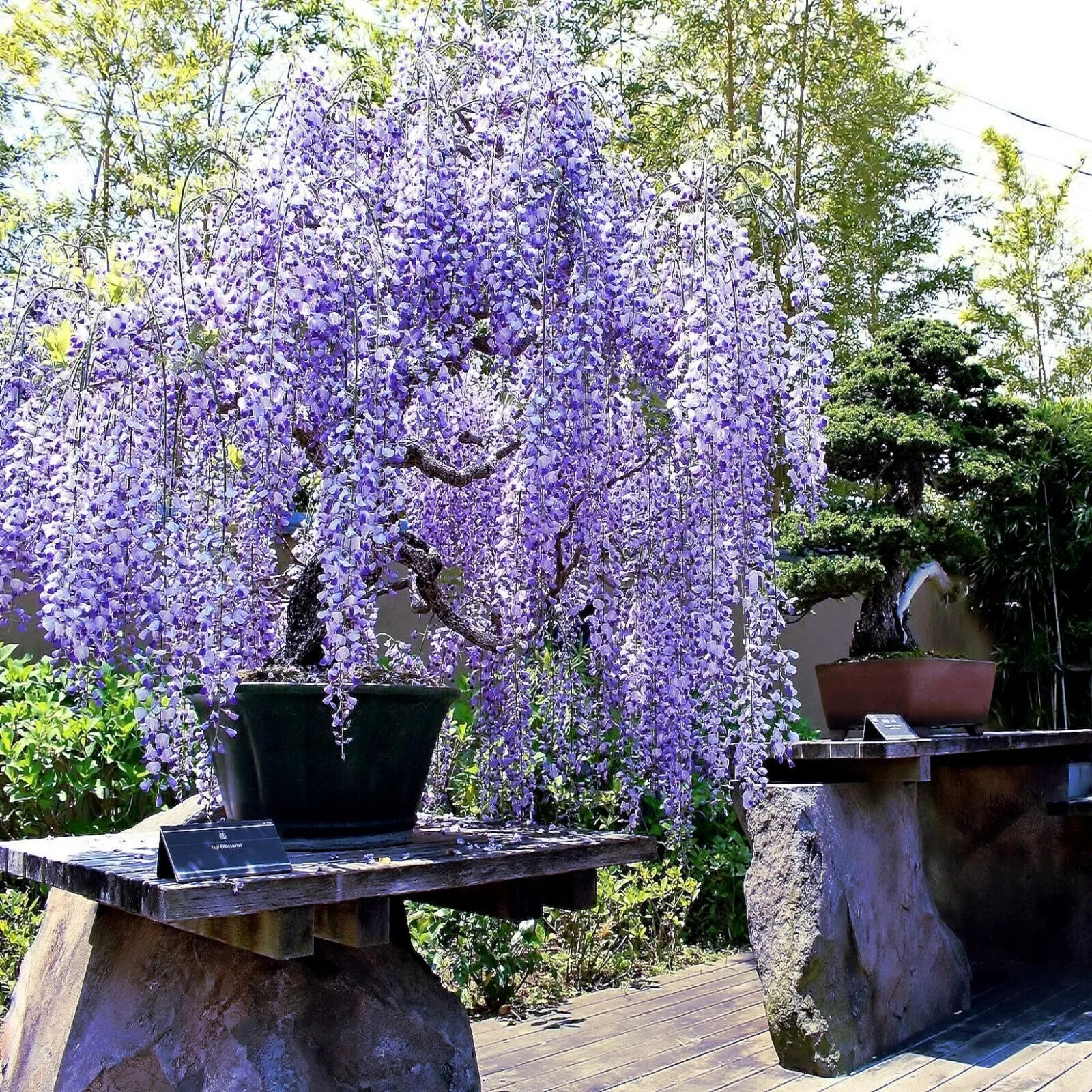 5 Chinese Blue Wisteria sinensis Tree Seeds Fast Climber Flower Vine Hardy Plant
