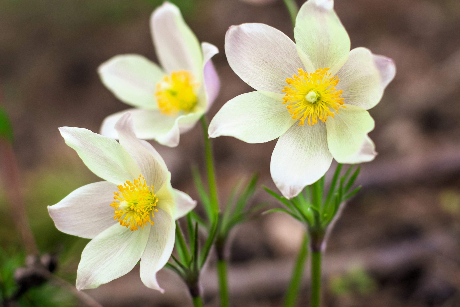 25 WHITE ANEMONE Pulsatilla Vulgaris Purple PASQUE FLOWER Seeds *Flat S/H