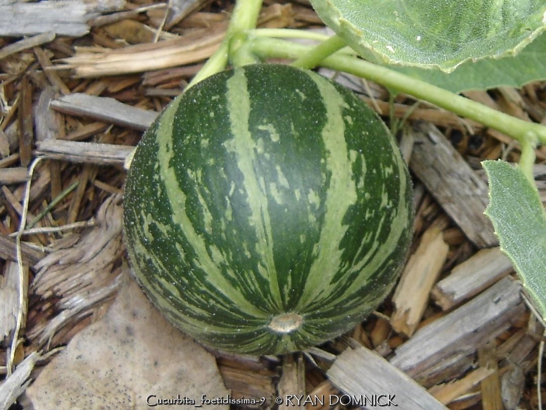 BULK SEEDS!…Cucurbita foetidissima…Cascading Buffalo Gourd…QTY/bag=100