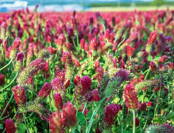 300 to 10000 Crimson Clover Seed – NON-GMO Inoculated Cover Crop & Food Plot
