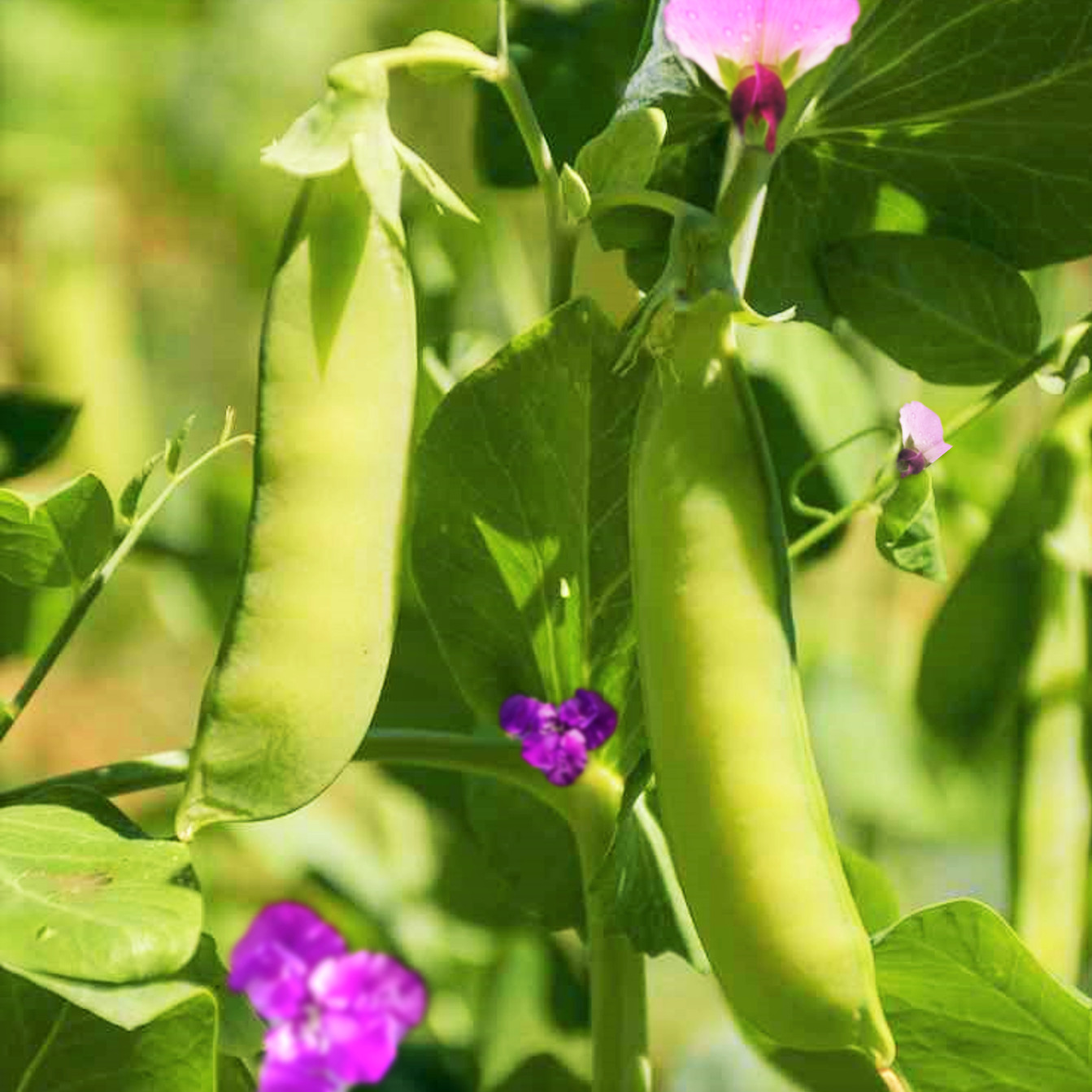 Dwarf Grey Sugar Pod Snow Pea Seeds | Asian Chinese Snap Peas Fresh Seed 2024