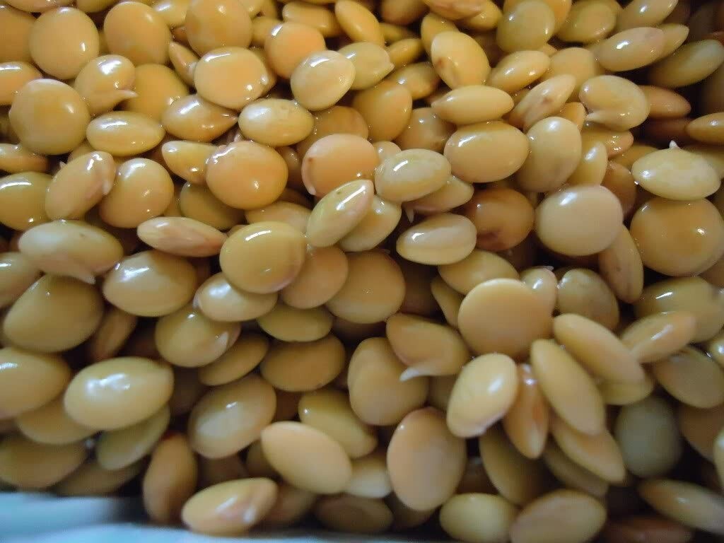 100 Green LENTIL Lens Culinaris Vegetable Seeds 
