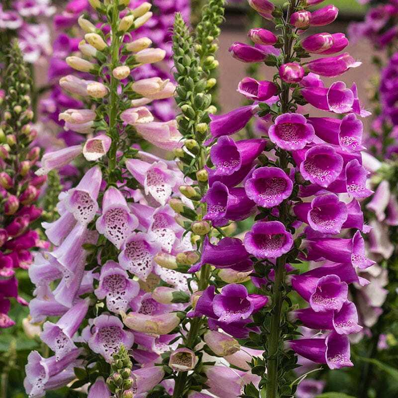 FOXGLOVE MIXED COLORS Sun/Shade HUMMINGBIRDS LOVE Biennial Non-GMO 500 Seeds!