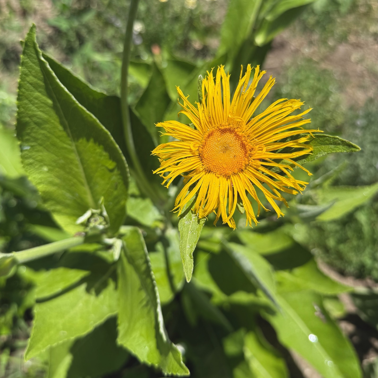 Elecampane Seeds for Planting: 50 Seed Packet Bulk Size Organic Herb Root NonGMO