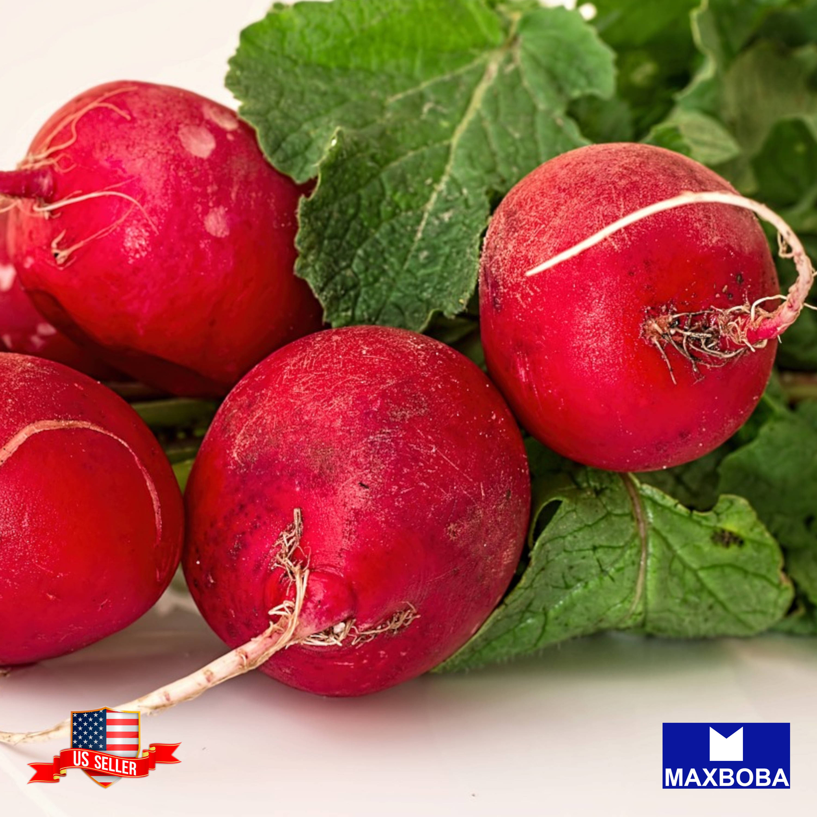 Radish Seeds – Early Scarlet Globe Non-GMO Heirloom Vegetable