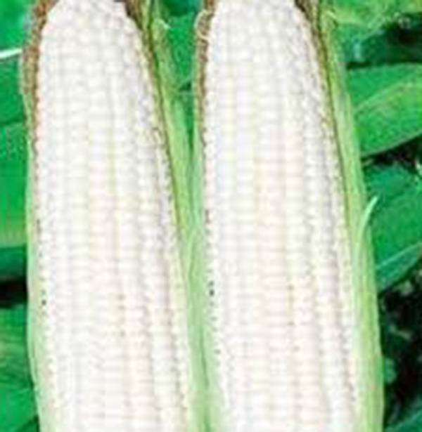 Corn Seed Garden Collection, Non GMO, Heirloom Seeds, 6 Top Varieties