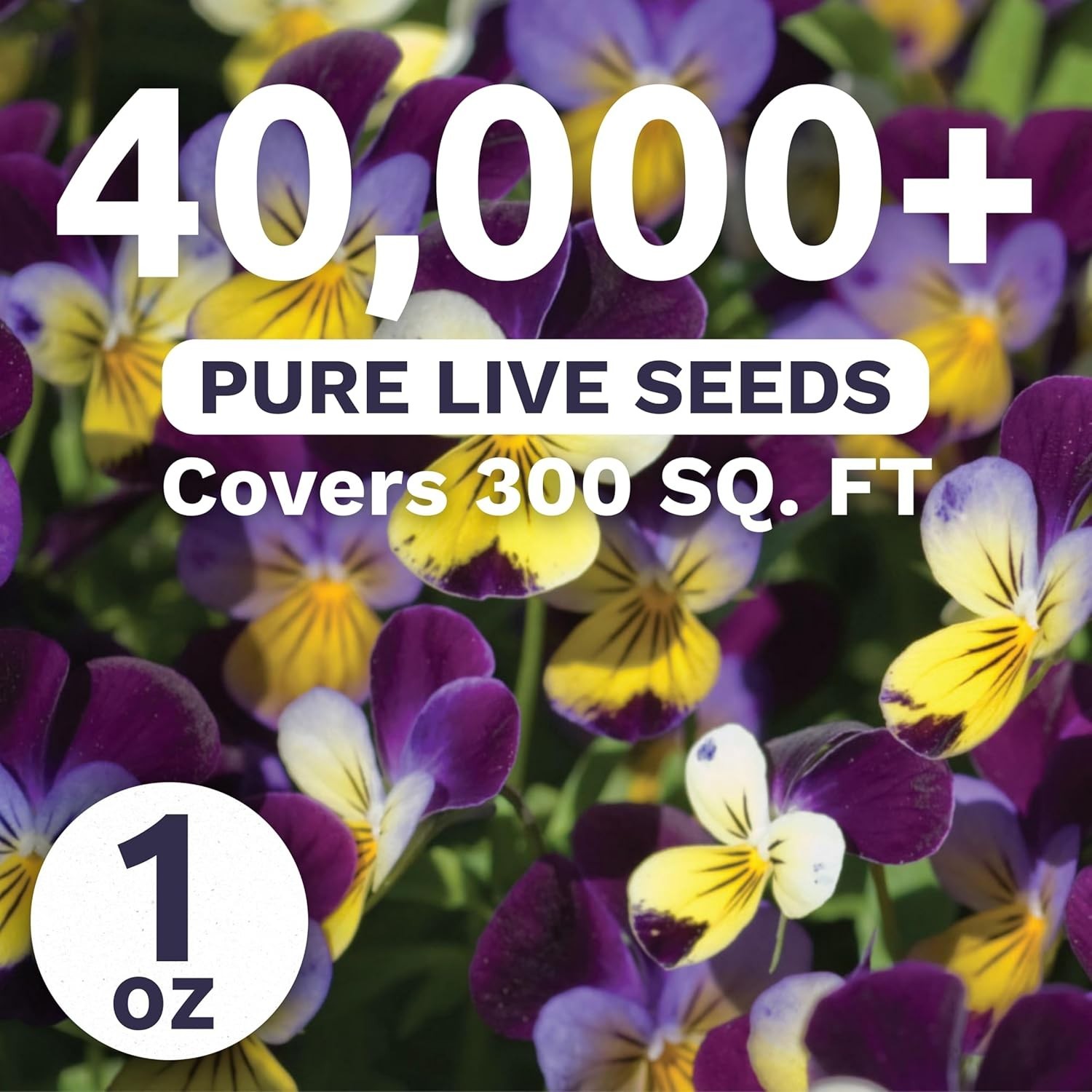 Bulk Viola Tricolor Seeds – 1oz Pouch – 40,000 Seeds