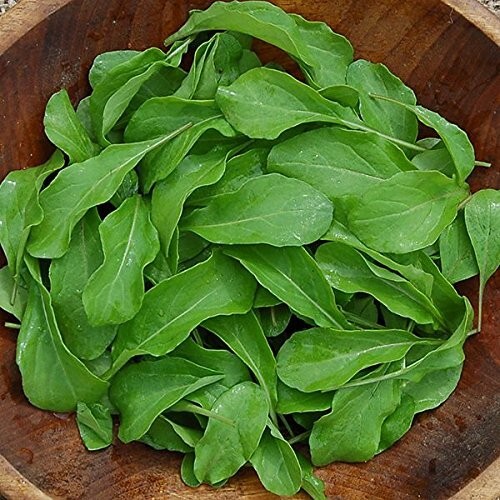 500+ ARUGULA SEEDS – Astro — Heirloom – Organic – NON GMO — FRESH