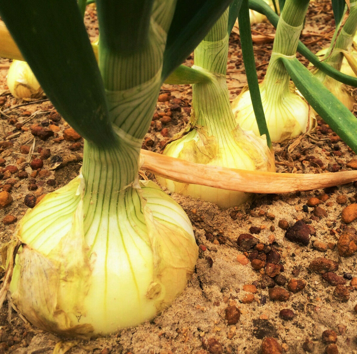 Vidalia Onion Seeds | Super Sweet Yellow Granex F1 Planting Gardening Seed 2024