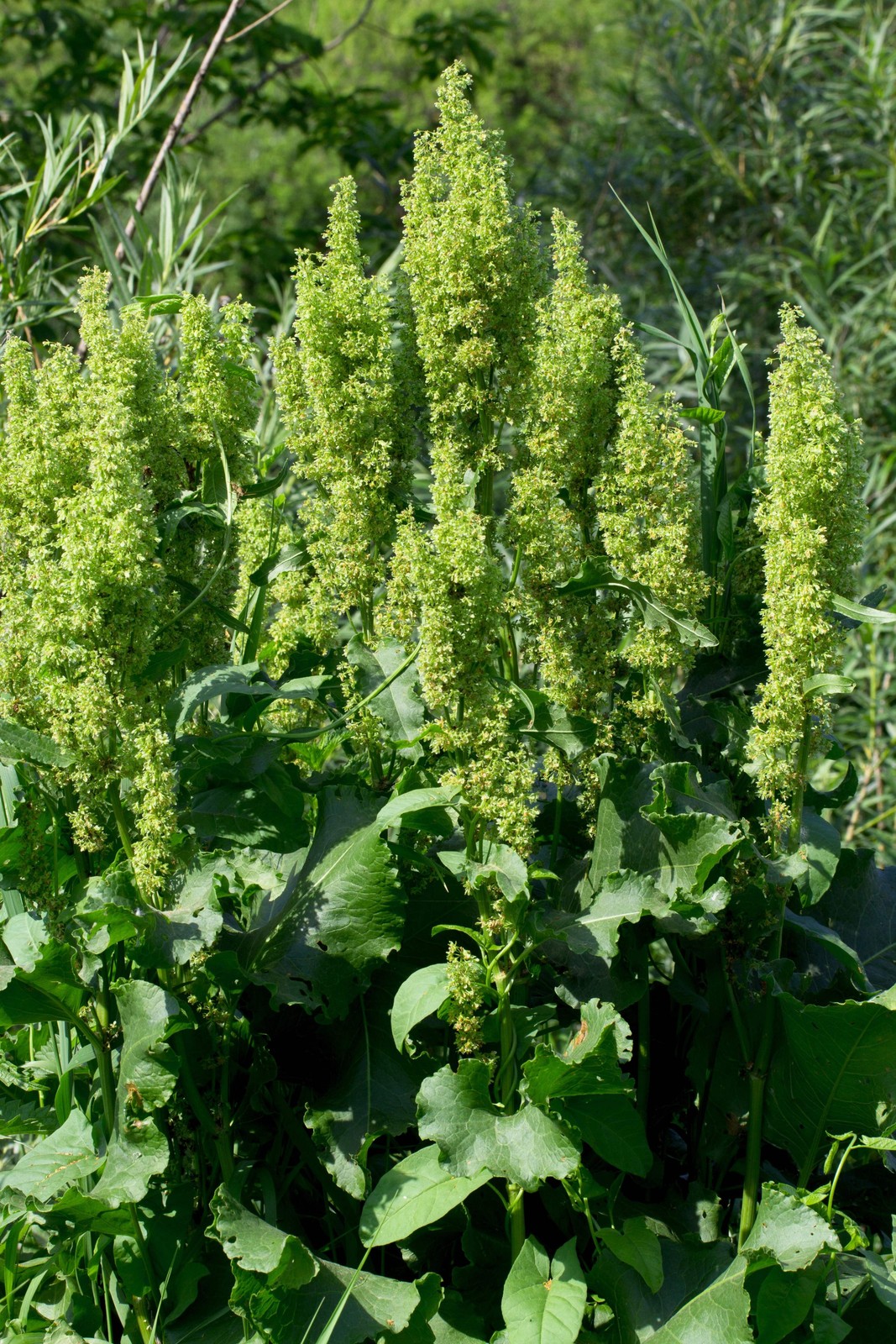 100 SHEEP SORREL Rumex Acetosella Red Field Sorrel Sour Weed Herb Flower Seeds