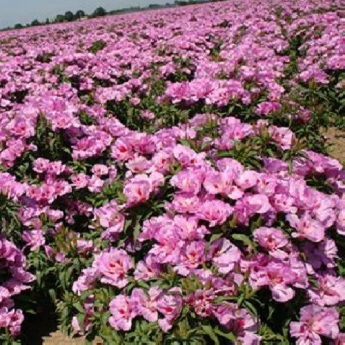 Lilac Godetia (Clarkia amoena) Satin Flowers Fresh Heirloom Seeds Non-GMO