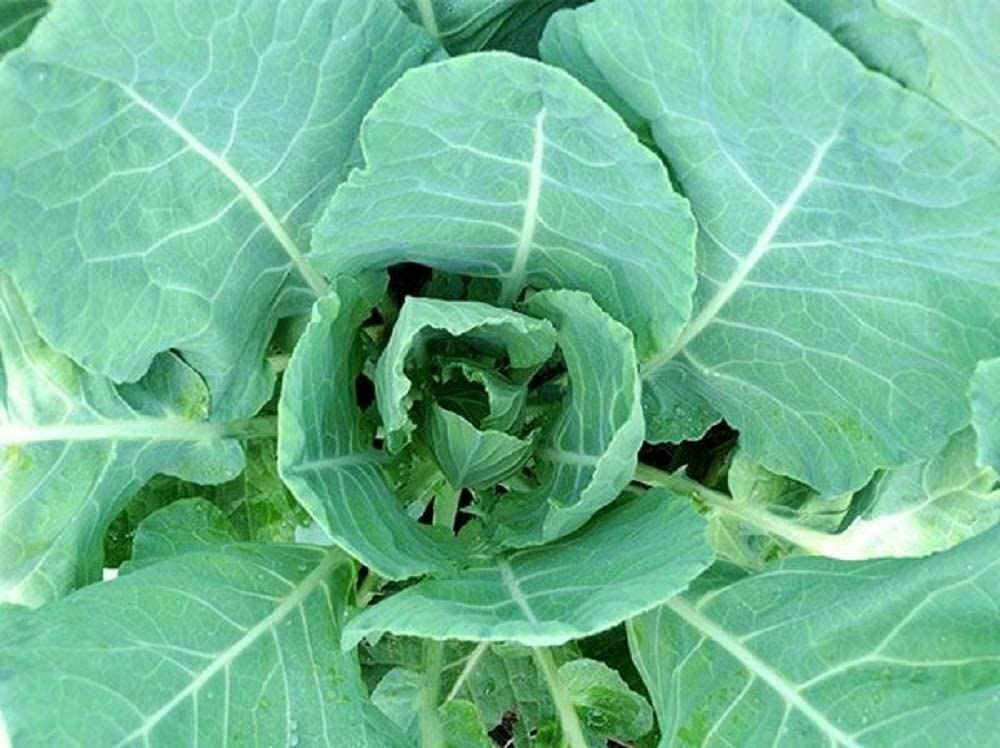 Morris Heading Collard Green Seeds, “COOL BEANS N SPROUTS” Brand. Non-GMO. Home