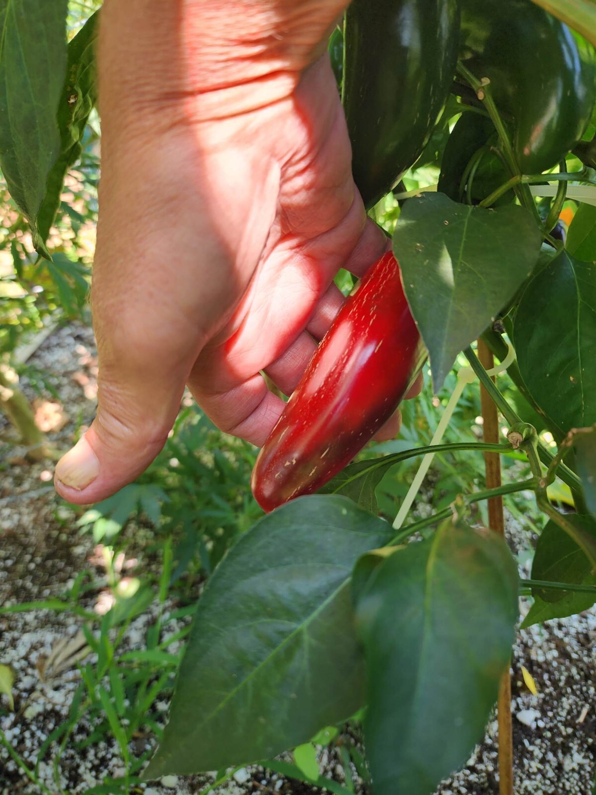 Mammoth Jalapeno Hot Pepper Seeds – 25+ Seeds – FRESH _ Heirloom – FREE SHIPPING