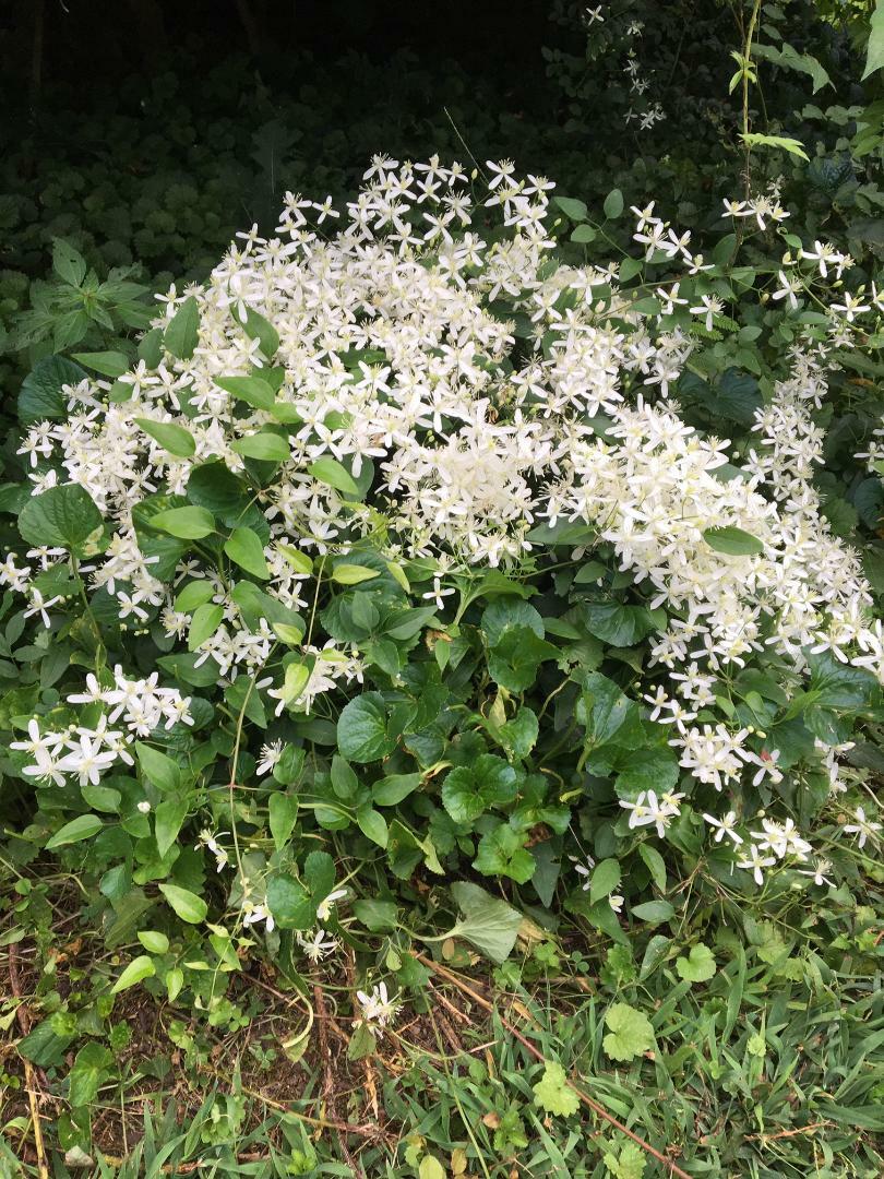 White Star Sweet Smelling Carolina Jasmine Vine Over 100 + Seeds USA Seller