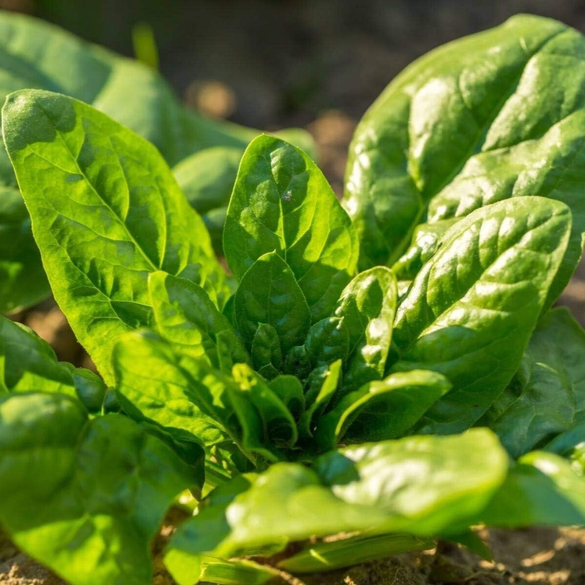 NOBLE GIANT SPINACH NON GMO 200 SEEDS FREE SHIPPING