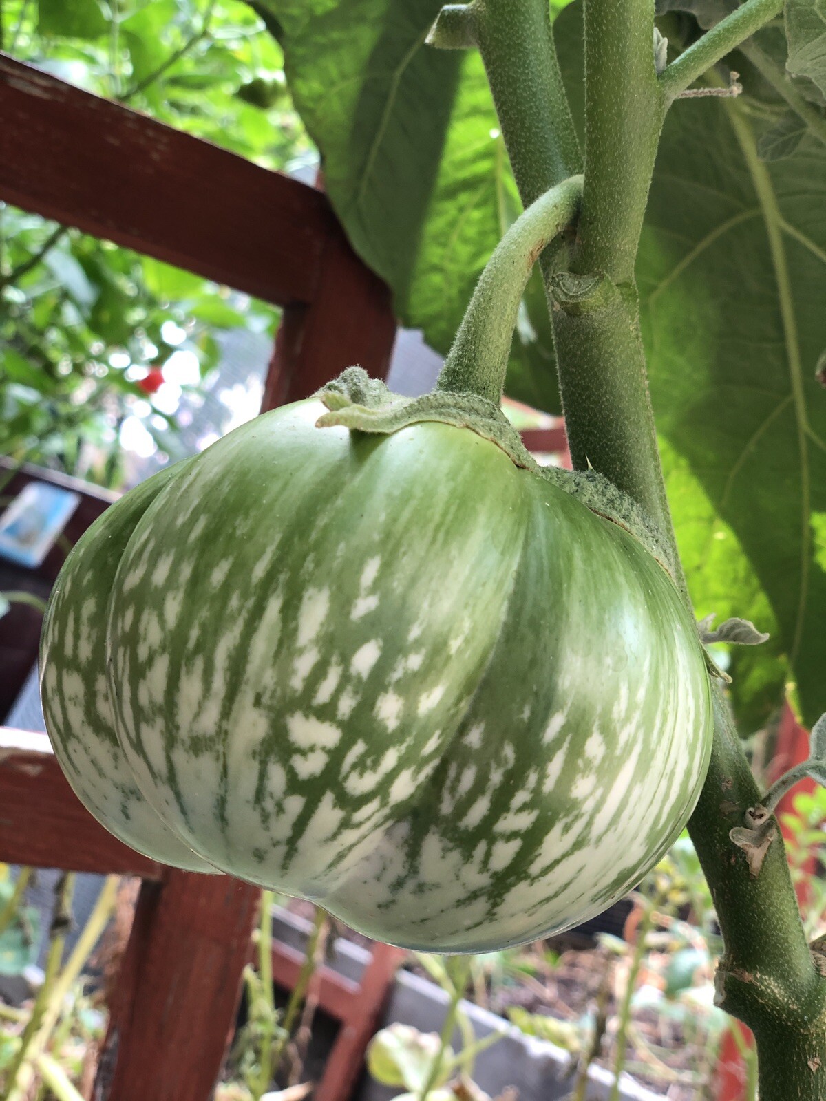30+ cambodian Green Giant Eggplant Seeds Grown Organically Non GMO