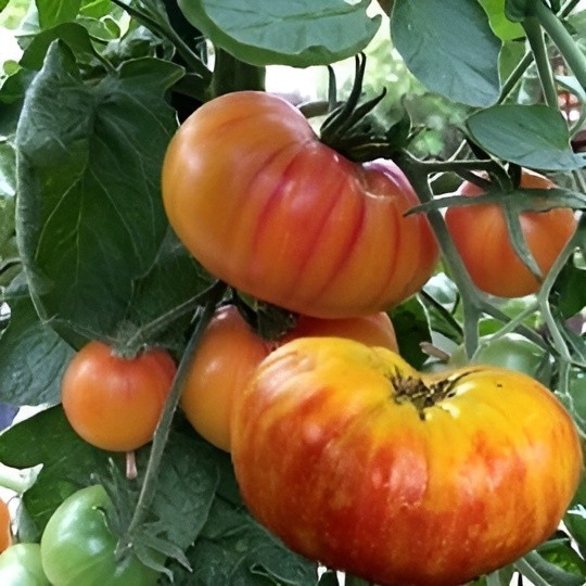Bi-Color Heirloom Tomato Combo – 4 Varieties – 50 Seeds Each – 200 Seeds Total