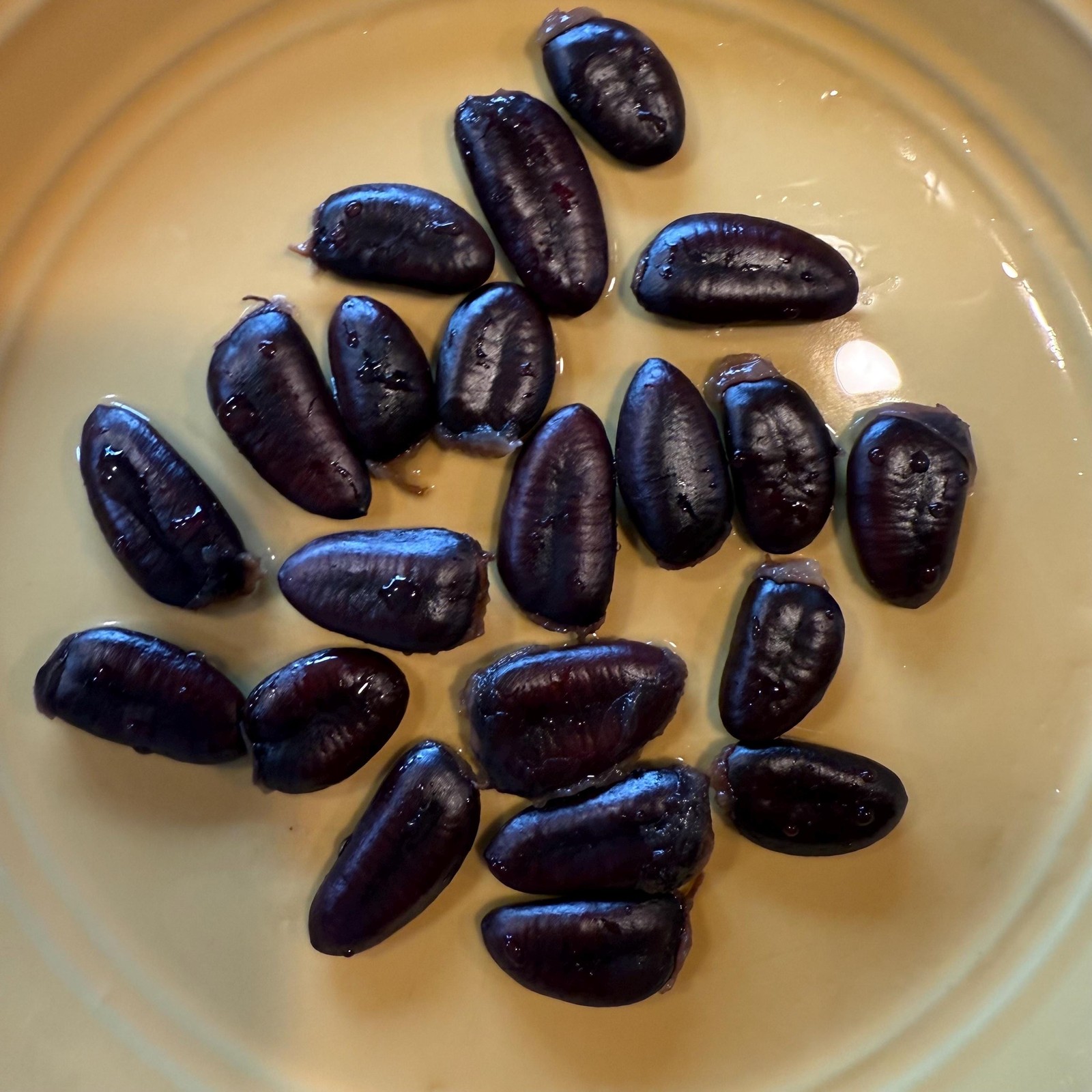 2025 Paw Paw Tree Seeds- from great quality grafted cultivars, packed in peat