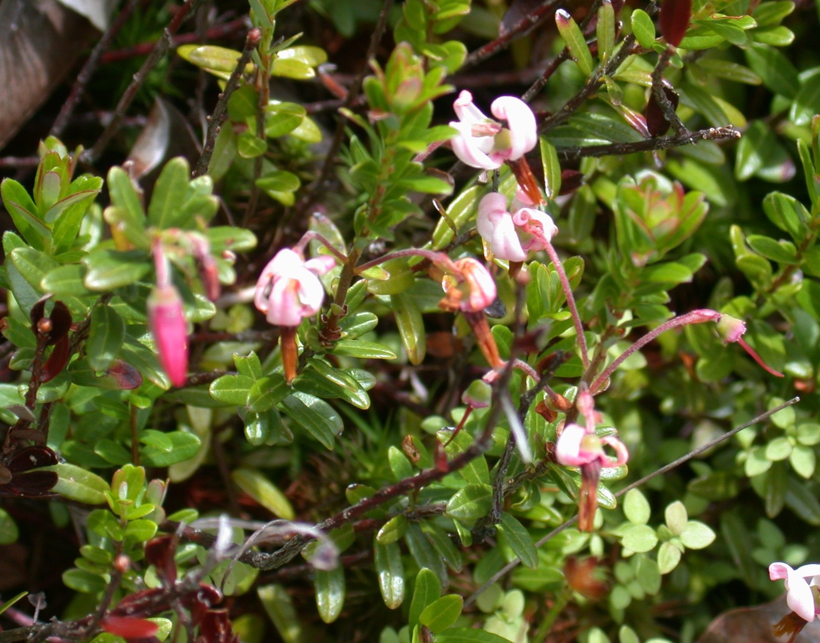 American Cranberry, Vaccinium macrocarpon, Seeds (Edible, Fall Color, Hardy)