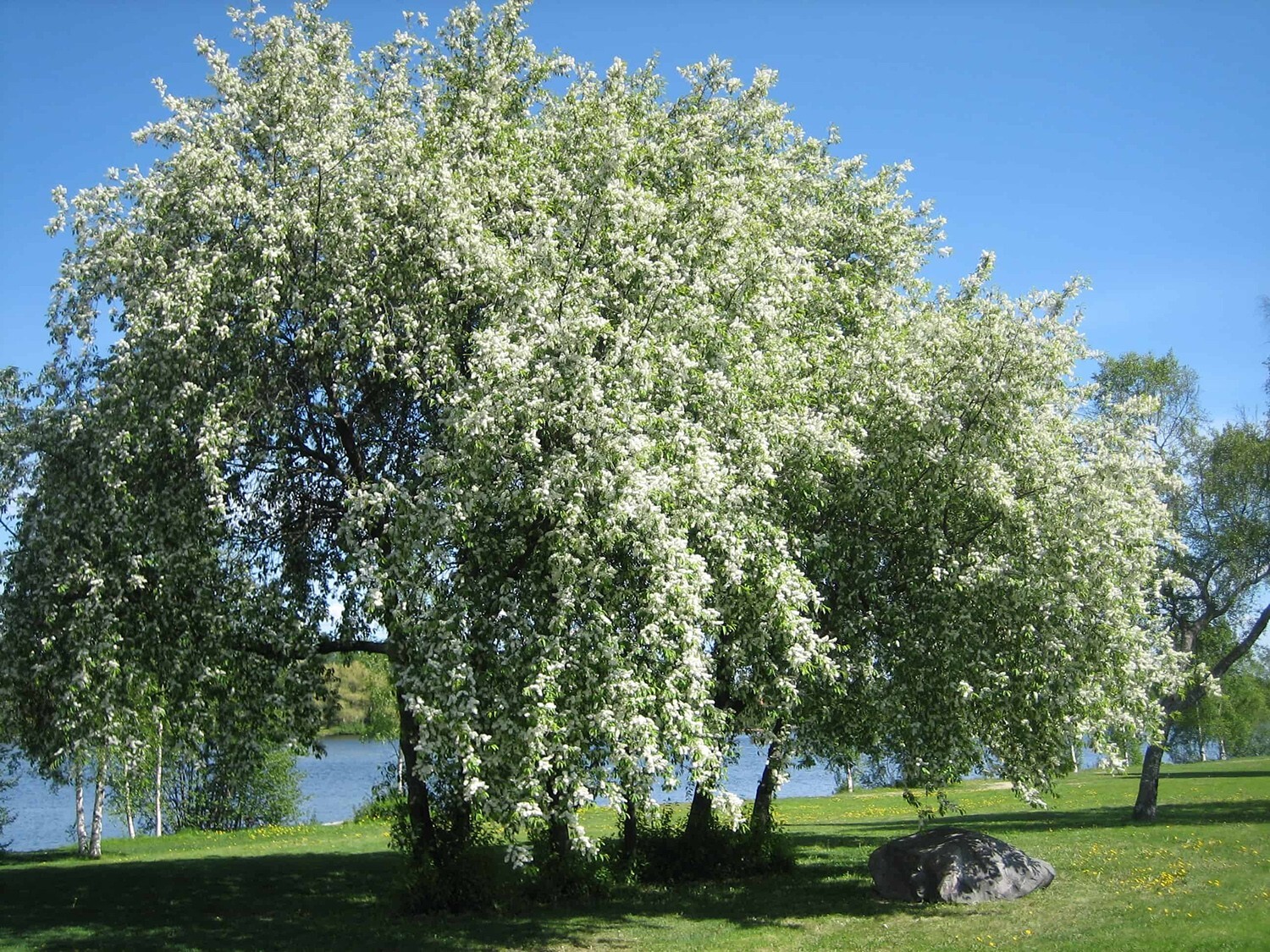 European Black Cherry Tree | Premium Seeds | Prunus padus ‘Fall’ | Plants’®