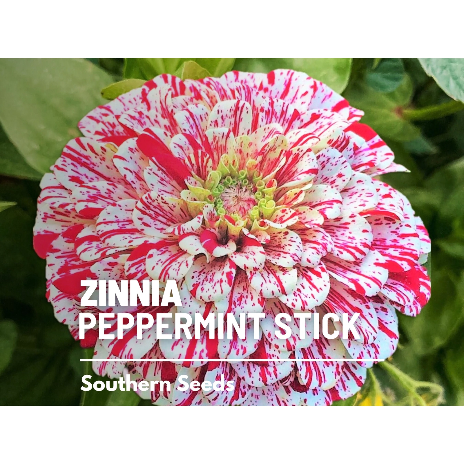Zinnia, Peppermint Stick – 100 Seeds – Candy-Striped (Zinnia Elegans)