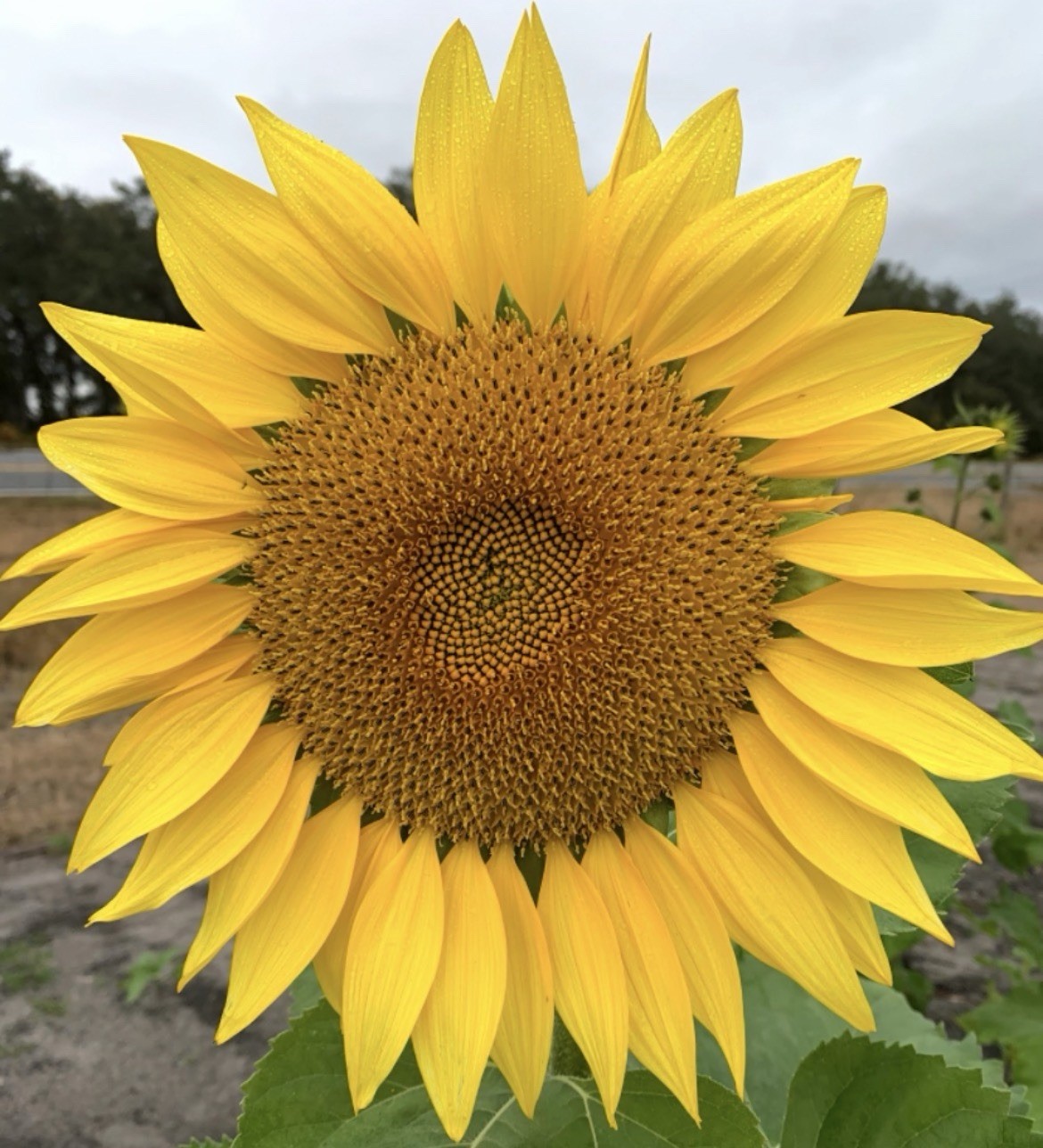 25ct Grey Stripe Mammoth Sunflower Seeds 🌻 Huge and Beautiful FREE SHIPPING!!