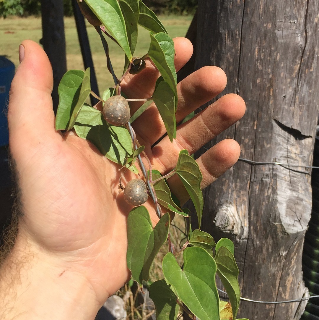 5 Large Chinese Wild Yam Bulbils Improved Selection (Dioscorea polystachya)