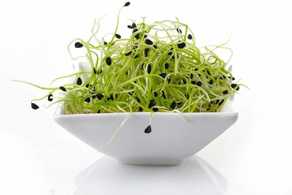 Garlic Chive Seeds for Sprouting Microgreens, “COOL BEANS n SPROUTS” Brand.