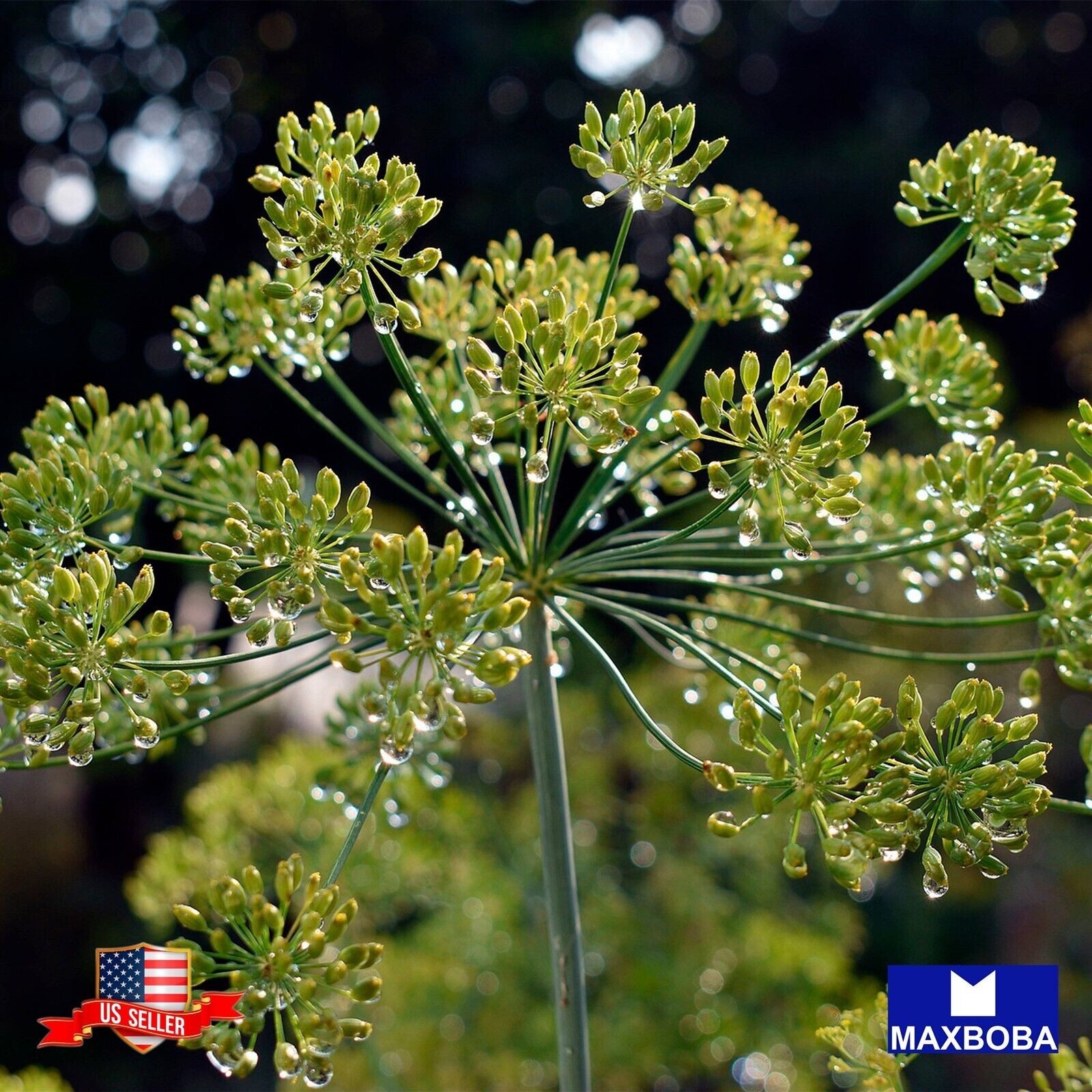 1000 Bouquet Anethum Herb Seed graveolens Dill Non-GMO Heirloom