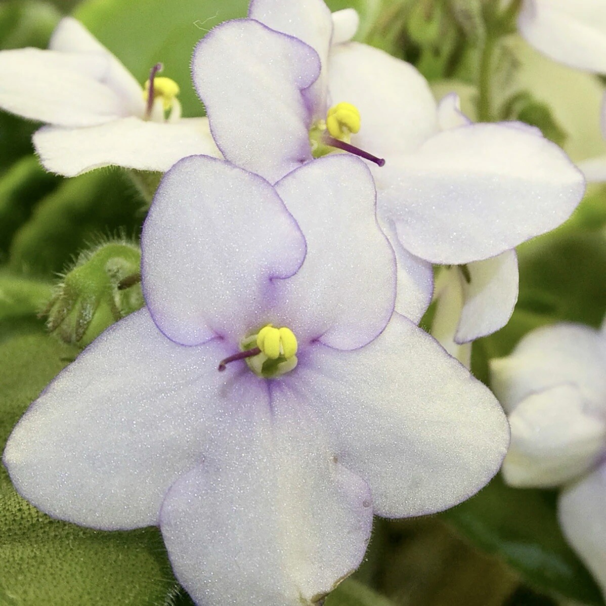 Rare Mixed African Violet Seeds ~ House Plants ~ Indoor Plants ~ Greenhouse