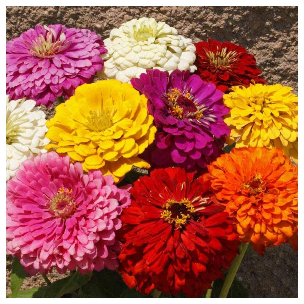 100 DAHLIA FLOWERED ZINNIA FLOWER MIX SEEDS ~ heirloomseedguy ~ 2026 ~ NON-GMO