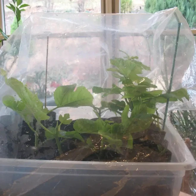 10 desert king fig cuttings. hardy, large fruit