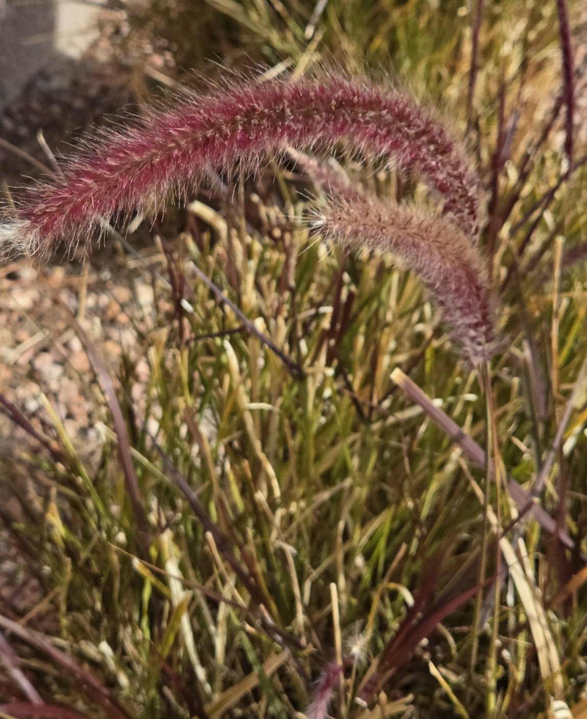 PURPLE FOUNTAIN GRASS, Ornamental Pennisetum Setaceum, Dark Burgundy (30 Seeds)
