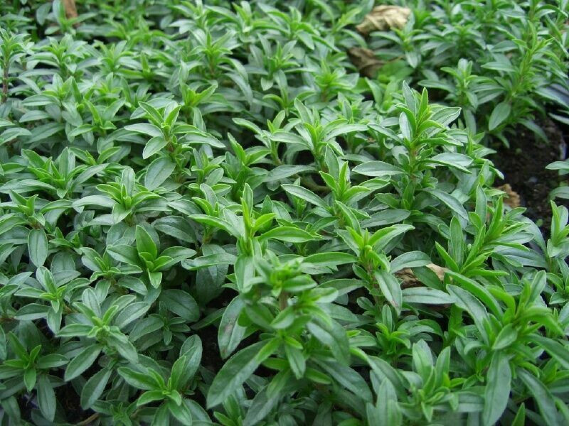 SCARBOROUGH SEEDS SUMMER SAVORY – 500 Seeds – Herb Non GMO Open Pollinated USA