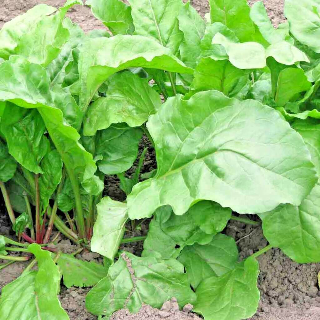 101+CHIOGGIA BEETS Seed Italian Heirloom Vegetable Garden Patio Container Easy