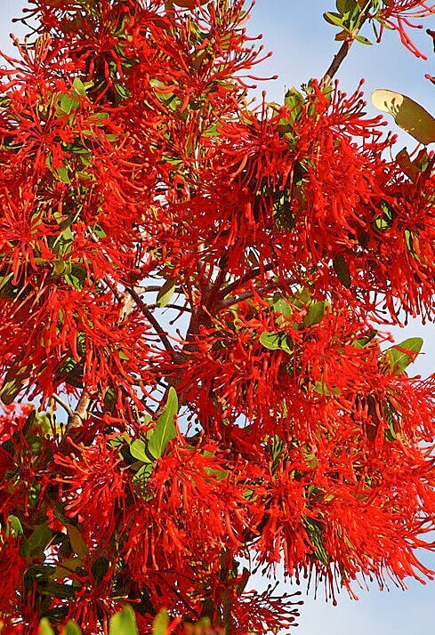 10 Chilean Firebush Tree Seeds Embothrium coccineum Flame Flower Plant RARE!