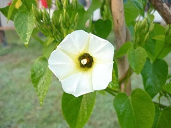 Ipomoea corymbosa | Christmas Vine | Snakeplant | 10 Seeds