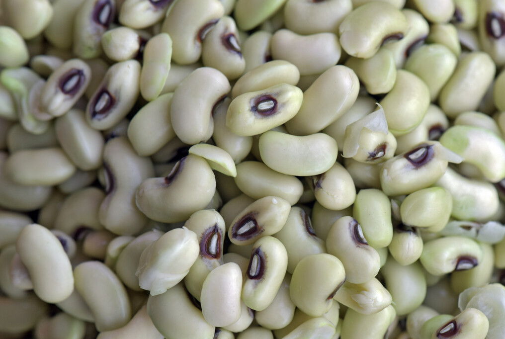 1/4 Pound (Approx. 800 Seed) Texas Cream 40 Pea Seed Heirloom Non GMO