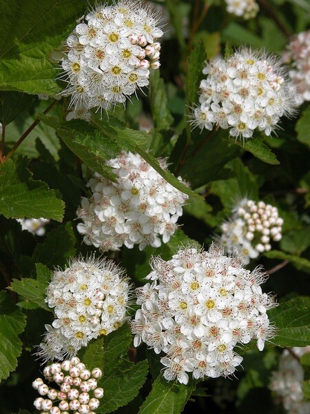 12-14″ tall Ninebark Physocarpus opulifolius 1-2 year old plant