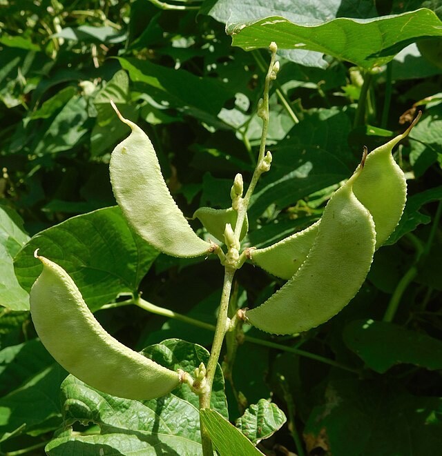 Bulk Lima Bean Seeds 100+ Baby Butter Beans Green Fava Vegetable Seed Henderson