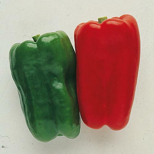 Pepper Jumbo Sweet 100 seeds