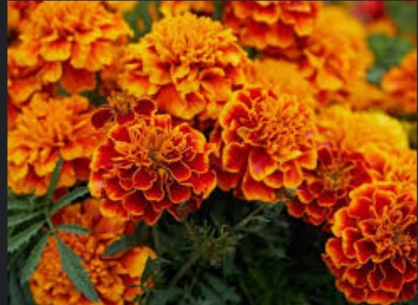 SEEDS – Marigold Variegated Orange/Yellow/Red 12″ Diameter Hearty Plants