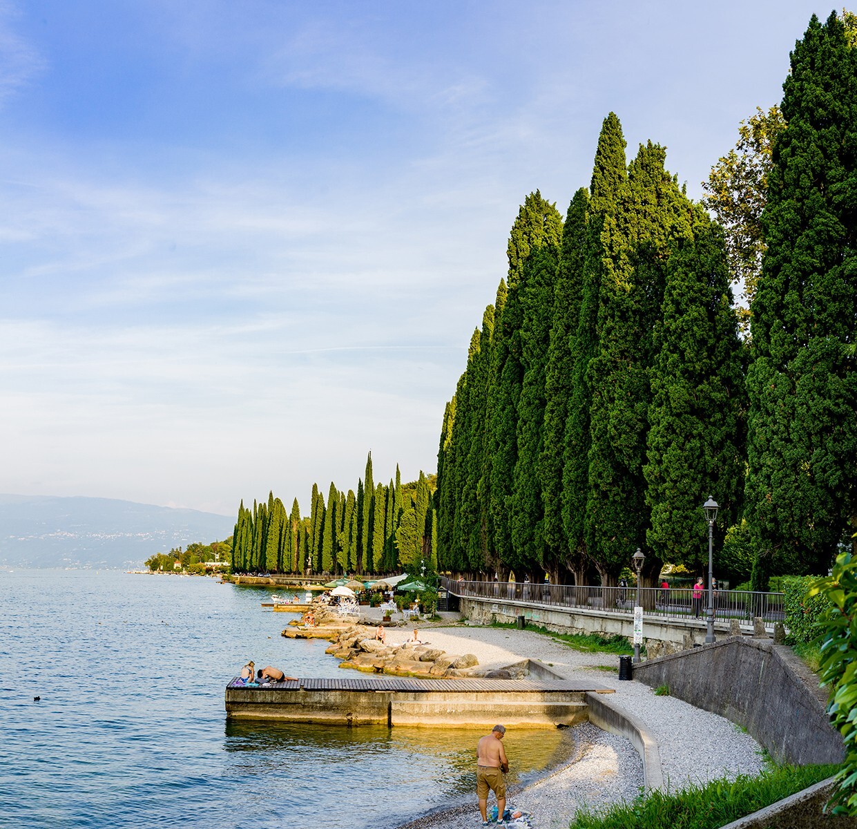 Upright Italian Cypress | Premium Seeds | Cupressus sempervirens Stricta Plants’